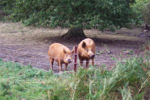 Gard electric porci